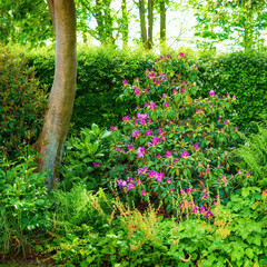 Trees, flowers and blossom in garden, outdoor and scenery of greenery in environment and floral. Growth, natural and color of plants in woods, sustainability and eco friendly in location or spring