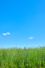 Obraz premium Farm, tall grass and blue sky with space in countryside for natural growth, vegetation or agriculture. Empty, clouds and greenery with leaves or plants for agro environment or conservation in nature