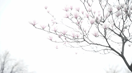 Obraz premium Pink magnolia blossoms bloom on a tree branch outdoors