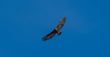 Majestic eagle soaring high in the clear blue sky during a sunny afternoon in nature