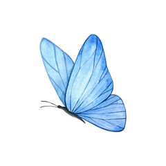 Delicate blue butterfly. Watercolor hand painted illustration. Isolated element on a white background. For wedding and birthday design, invitational and greeting cards.