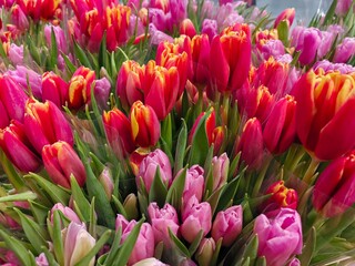 white purple yellow pink red violet multicolored tulips in bouquets in large quantities. Sea of ​​tulips. Cut tulips in bouquets