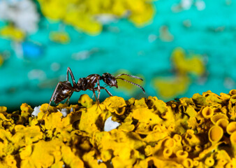 Formica fusca, ant on coastal lichen in the garden in autumn, Ukraine