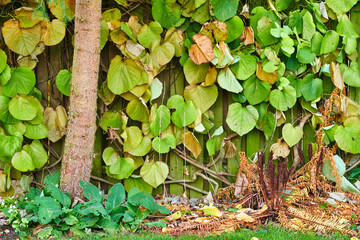 Wall, leaves and autumn in ecology forest, outdoor ecosystem and countryside backyard. Environment,...