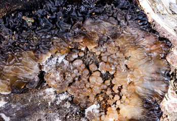 Exidia nigricans, saprotrophic fungus growing on an old rotten stump of a large deciduous tree