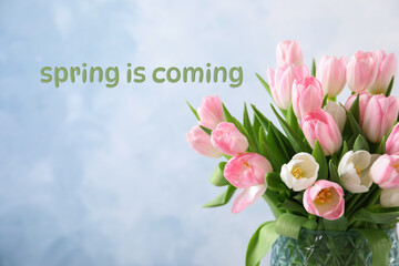 Spring Is Coming. Aromatic tulips in glass vase on light blue background, closeup