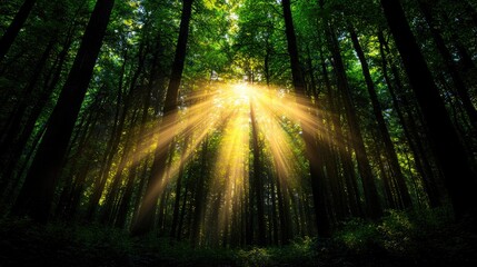 Obraz premium Sunbeams in lush forest; nature serenity