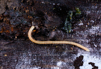 Spotted snake millipede Blaniulus guttulatus, centipede feeds on fungal hyphae on rotten wood of an...