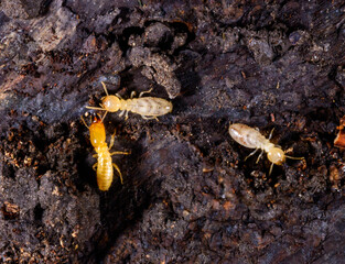 Subterranean termites Reticulitermes lucifugus, termites living under rotten wood old tree stump