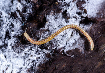 Spotted snake millipede Blaniulus guttulatus, centipede feeds on fungal hyphae on rotten wood of an old tree stump