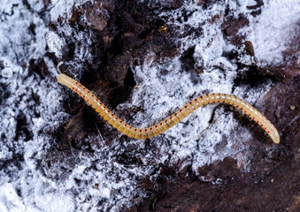 Spotted snake millipede Blaniulus guttulatus, centipede feeds on fungal hyphae on rotten wood of an old tree stump