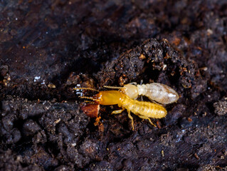 Subterranean termites Reticulitermes lucifugus, termites living under rotten wood old tree stump