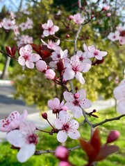 Pink flowers on a cherry blossom tree in spring