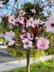 Pink flowers on a cherry blossom tree in spring