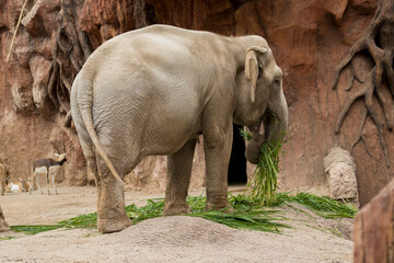 Fototapeta premium Cute elephant eating grass