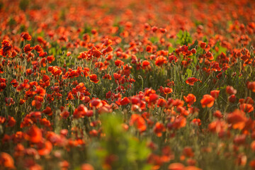 Endless poppy field at sunset on a warm summer day