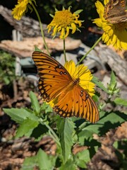 butterfly on flower