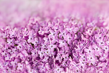 Fantasy lilac flowers close-up on blurred background with soft focus effect