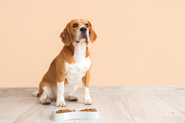 Adorable Beagle dog sitting with bowl of dry food near beige wall at home