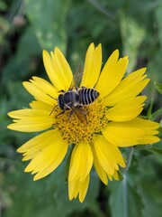 bee on flower