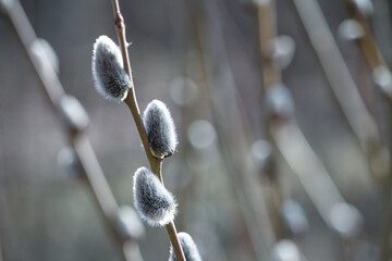 Flowering catkin on willow or brittle willow in the spring forest. Selective focus closeup