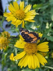 butterfly on a sunflower