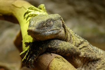 bearded dragon lizard