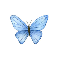 Delicate blue butterfly. Watercolor hand painted illustration. Isolated element on a white background. For wedding and birthday design, invitational and greeting cards.