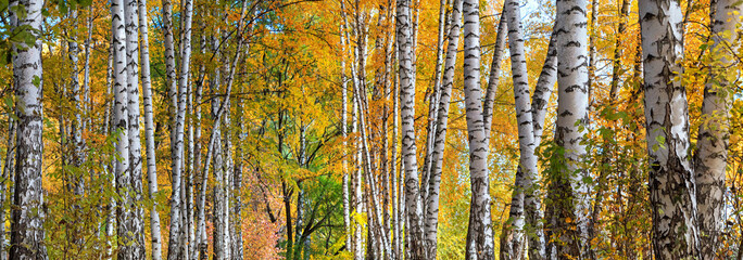 Birch grove on sunny autumn day, beautiful landscape through foliage and tree trunks, panorama, horizontal banner