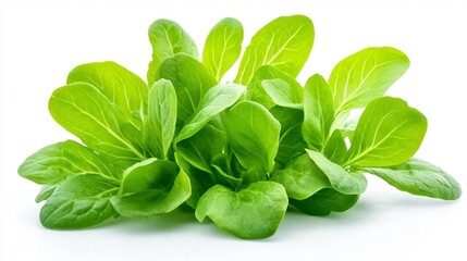 Fototapeta premium Fresh Green Romaine Lettuce Isolated on White Background. Generative AI