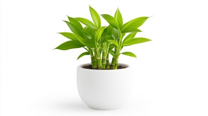A simple and fresh bamboo plant in a white pot with clean green leaves isolated on a white background. Generative AI