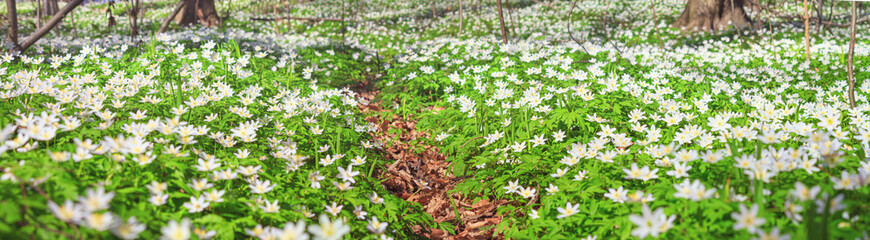 Spring landscape, banner, panorama - view of the path through the meadow with anemone nemorosa in the spring forest. Horizontal background