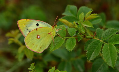 Colias crocea 1158