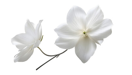 Obraz premium white flower isolated on transparent background cutout
