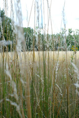 Blooming meadow in the forest. 