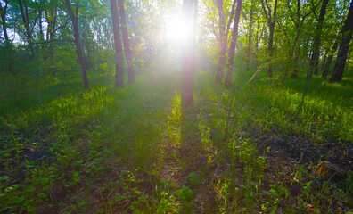 Obraz premium green spring forest glade in light of sparkle sun, beautiful seasonal outdoor scene
