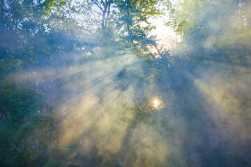 green bush branches on lake coast in light of sun push through a smoke