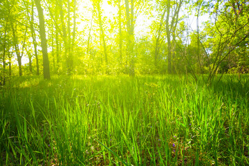 green spring forest glade in light of sparkle sun, beautiful seasonal outdoor scene