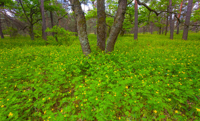 green spring forest glade covered by a flowers