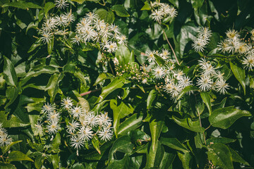 A dense patch of wild green Clematis plants covered with delicate white starburst flowers.
