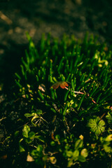 Close-up of fresh green grass and a small fallen leaf. Sunlight highlights vibrant spring vegetation. Natural outdoor scene with bright saturated colors and organic textures.  
