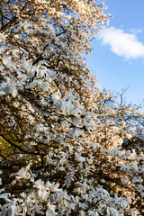 A dense tree full of white magnolia flowers in full bloom, bathed in warm sunlight.
