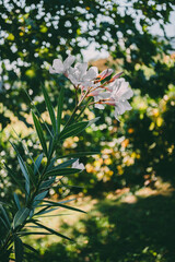 Close-up of a delicate pink flower of oleander with elongated green leaves, standing out against a...