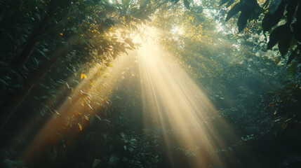 Fototapeta premium rays of sunshine passing through the branches of trees in the forest