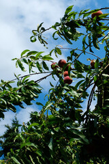 Blue sky and peach tree. 