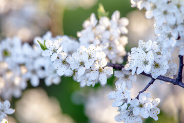 Cherry blossom branch in the garden in spring
