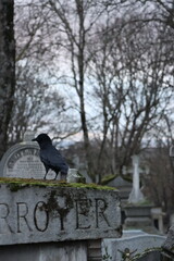 crow sitting on a grave