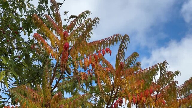 stag's horn sumach plant in autumn