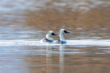 冬の池を泳ぐミコアイサ