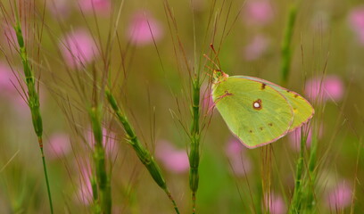 Colias crocea 1160